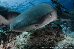 Lemon Sharks possess 2 things: character and a toothy smi... by Steven Anderson 